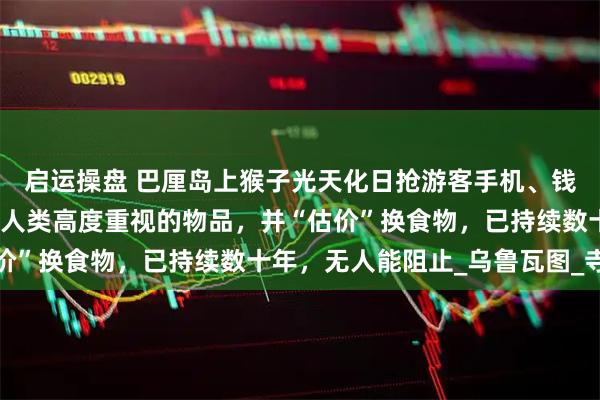 启运操盘 巴厘岛上猴子光天化日抢游客手机、钱包，还能够区分哪些是人类高度重视的物品，并“估价”换食物，已持续数十年，无人能阻止_乌鲁瓦图_寺庙